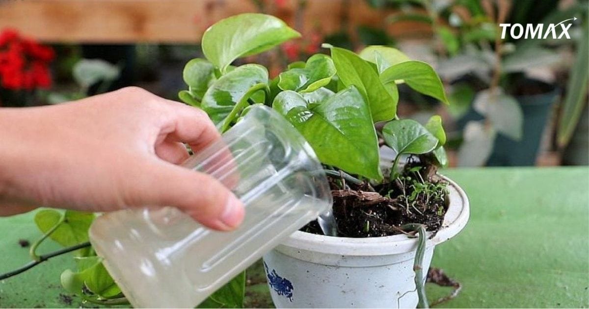 thời điểm bón phân đạm cho cây cảnh