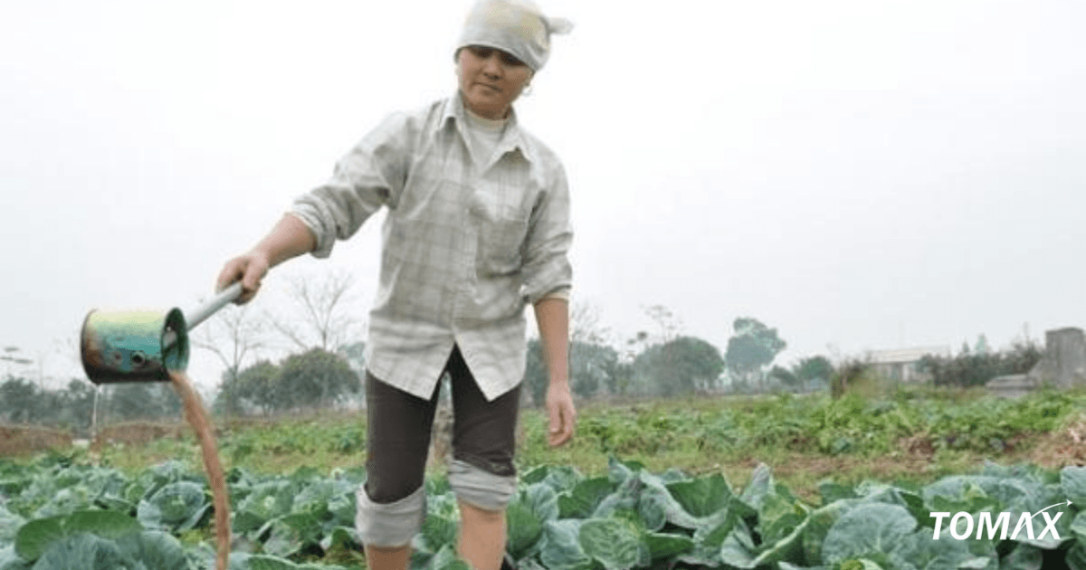 kết hợp phân lân với các loại phân khác sau cho hợp lý