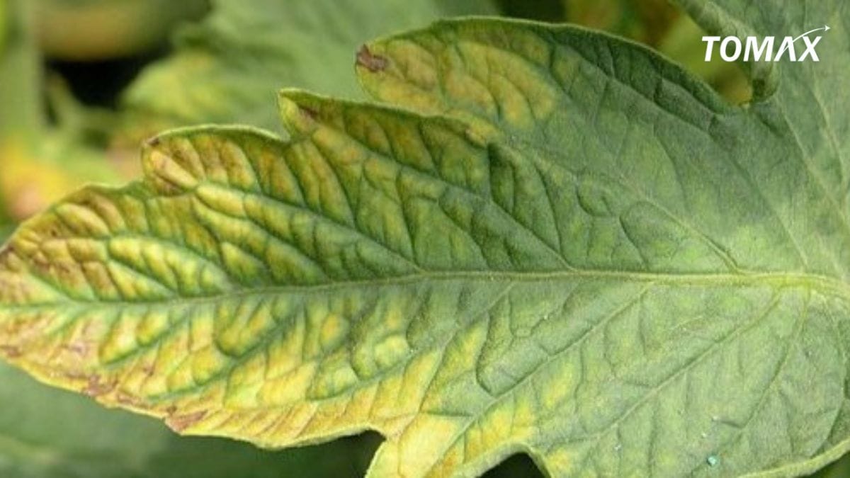 mẹo nhận biết cây thừa hay thiếu Kali