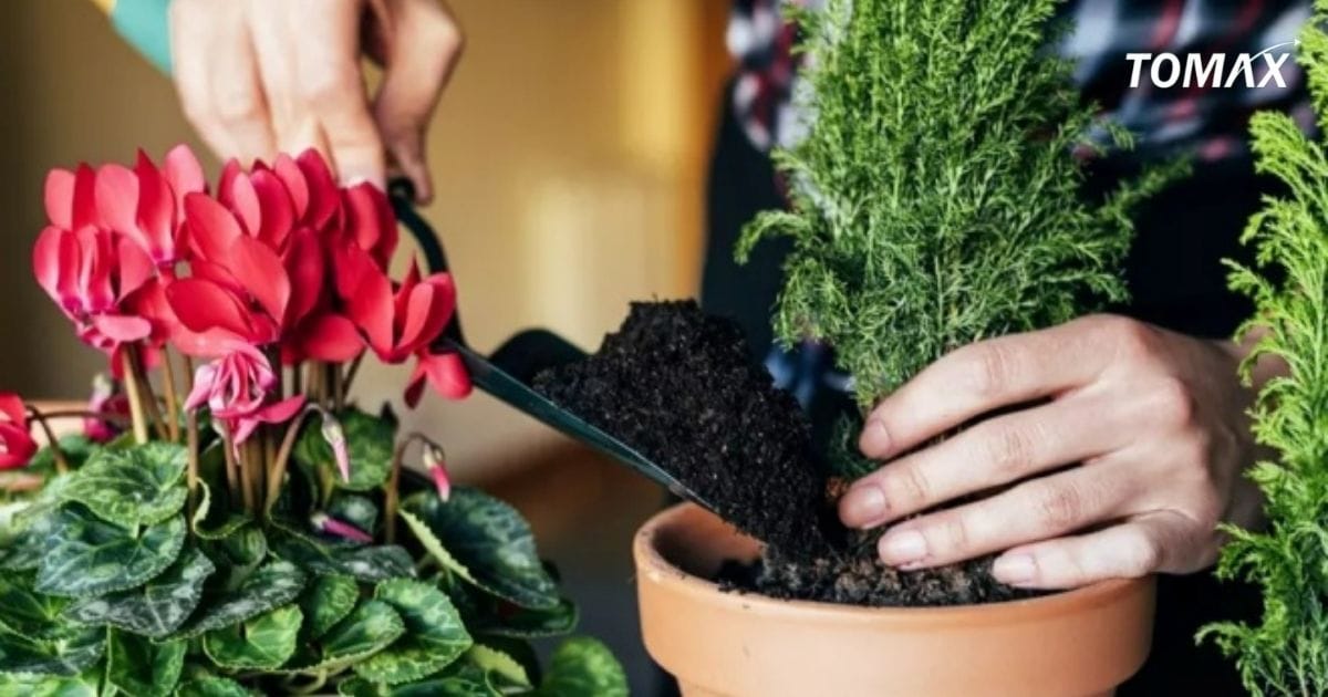 lựa chọn phân đạm phù hợp với cây cảnh