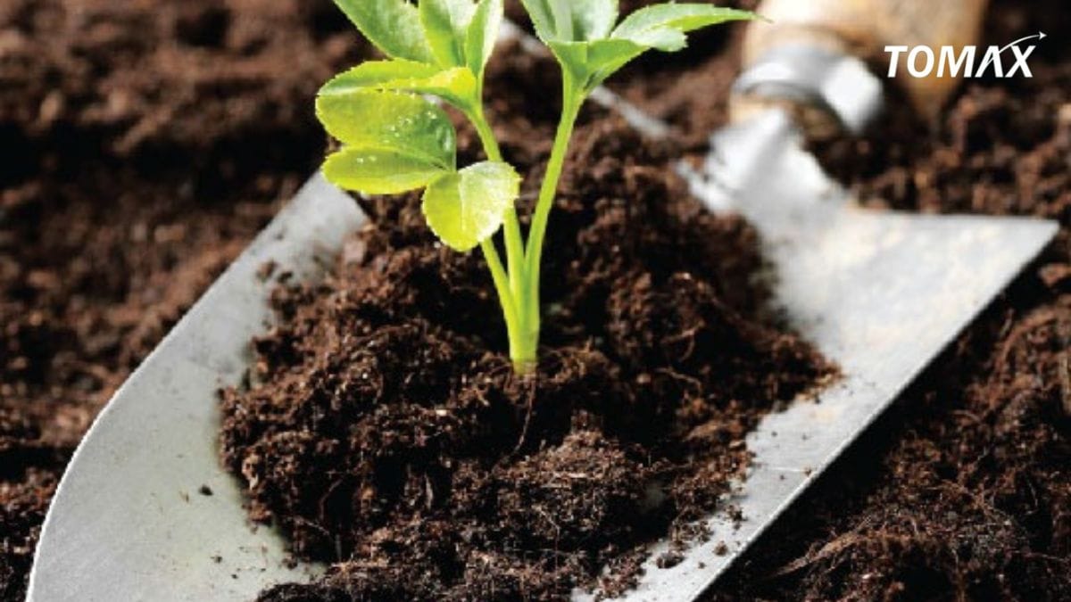 Phân gà Nhật sử dụng có tốt không