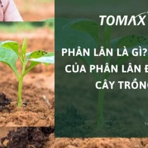 Phân lân là gì