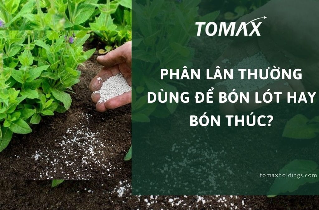 phân lân thường dùng để bón lót hay bón thúc