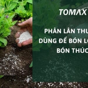 phân lân thường dùng để bón lót hay bón thúc