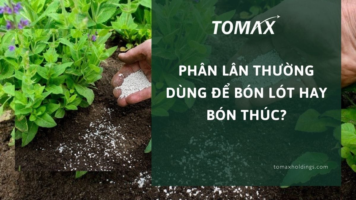 phân lân thường dùng để bón lót hay bón thúc