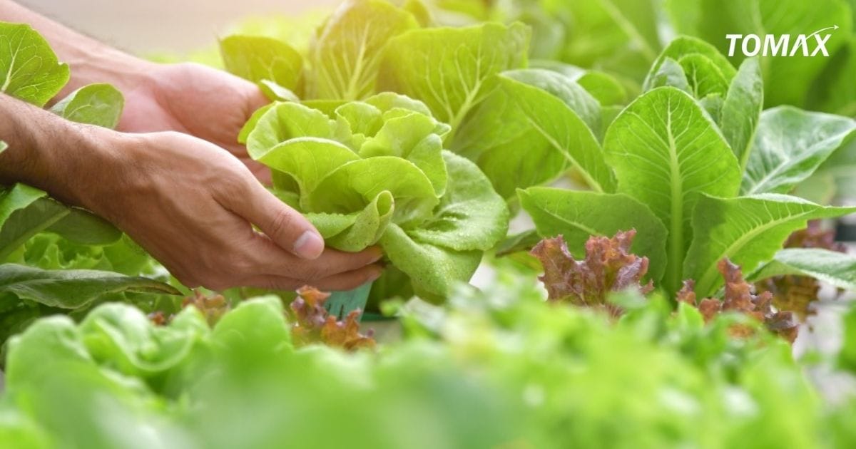 rau tưới đạm mấy ngày ăn được