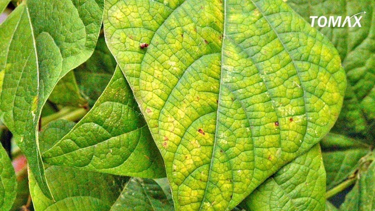 nguyên nhân cây bị ngộ độc NPK