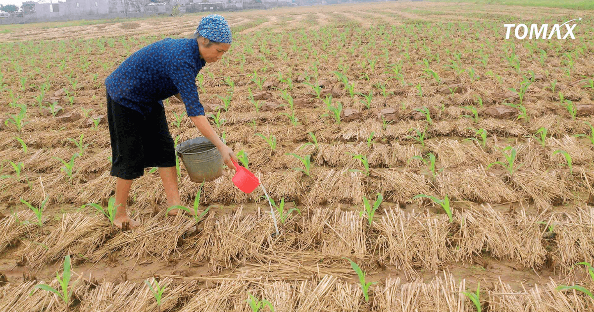 tưới lân cho cây cần lưu ý gì