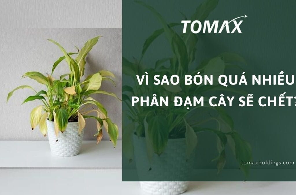 vì sao bón quá nhiều phân đạm cây sẽ chết
