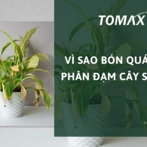 vì sao bón quá nhiều phân đạm cây sẽ chết