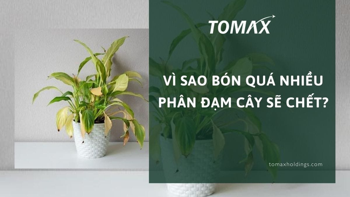 vì sao bón quá nhiều phân đạm cây sẽ chết