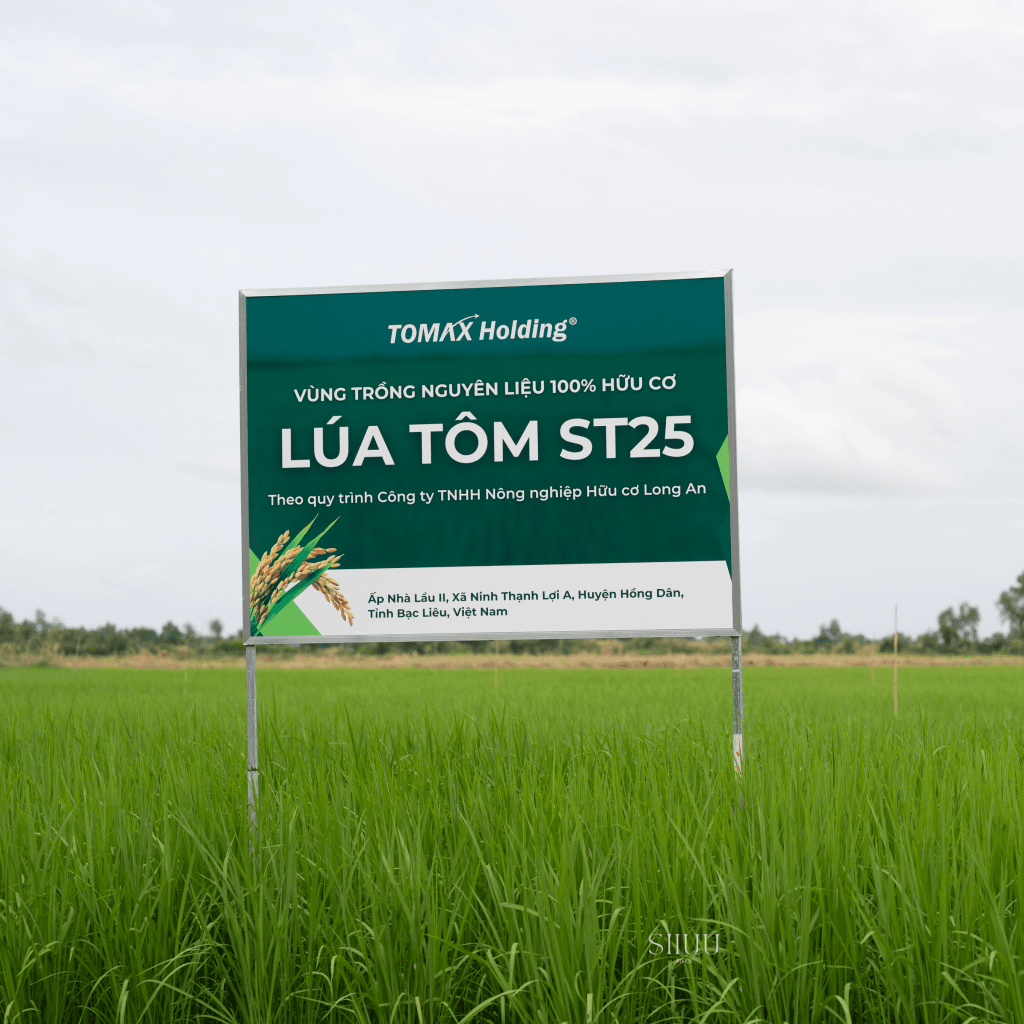 Dự đoán giá lúa ST25 vẫn có xu hướng tăng trong dịp cuối năm 