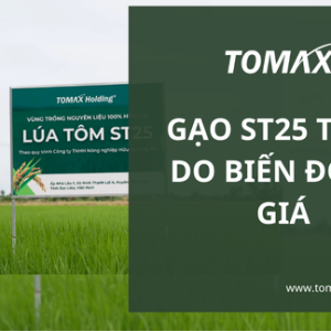 Gạo ST25