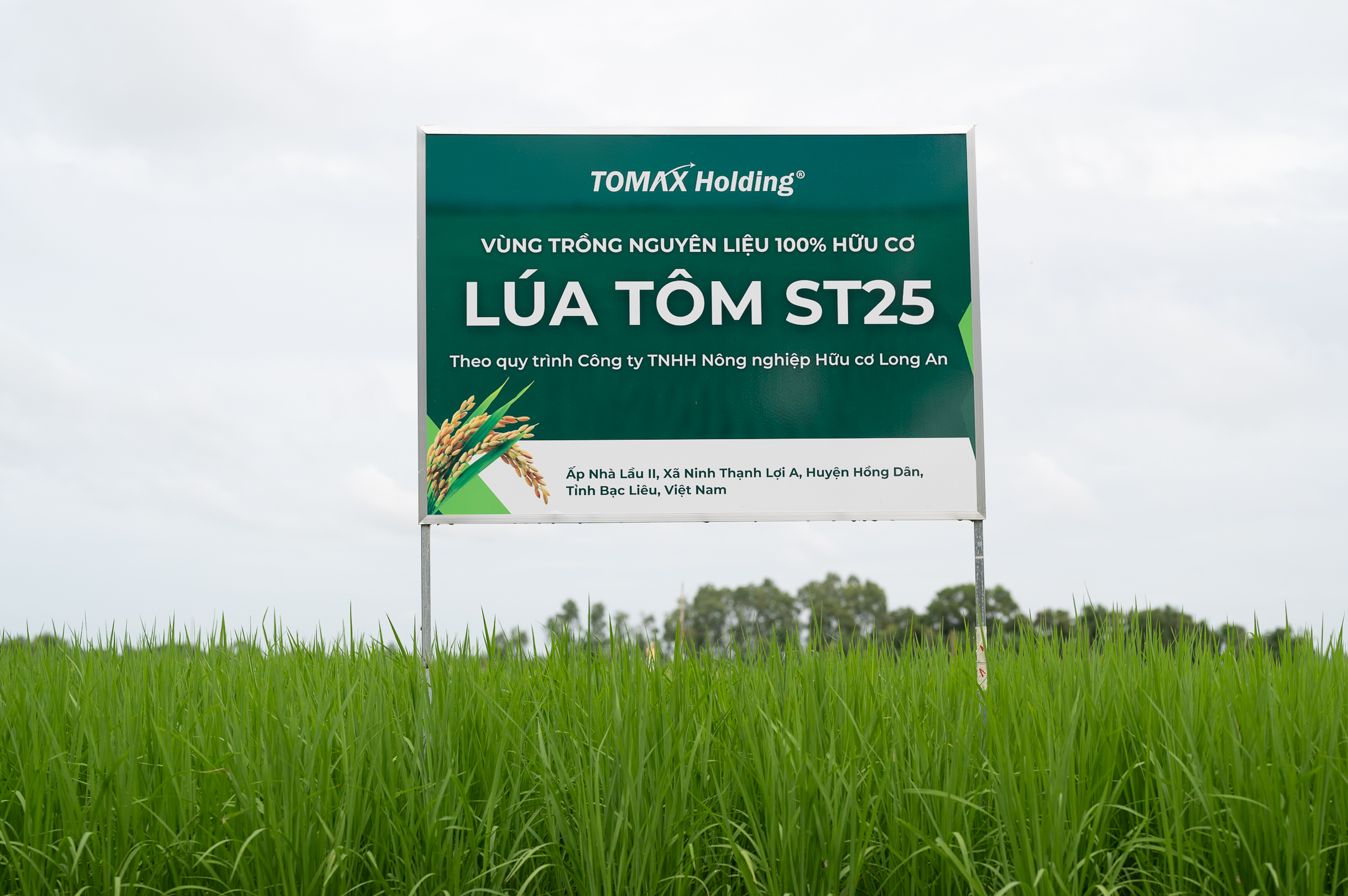 Giá Gạo ST25 liên tục tăng cao