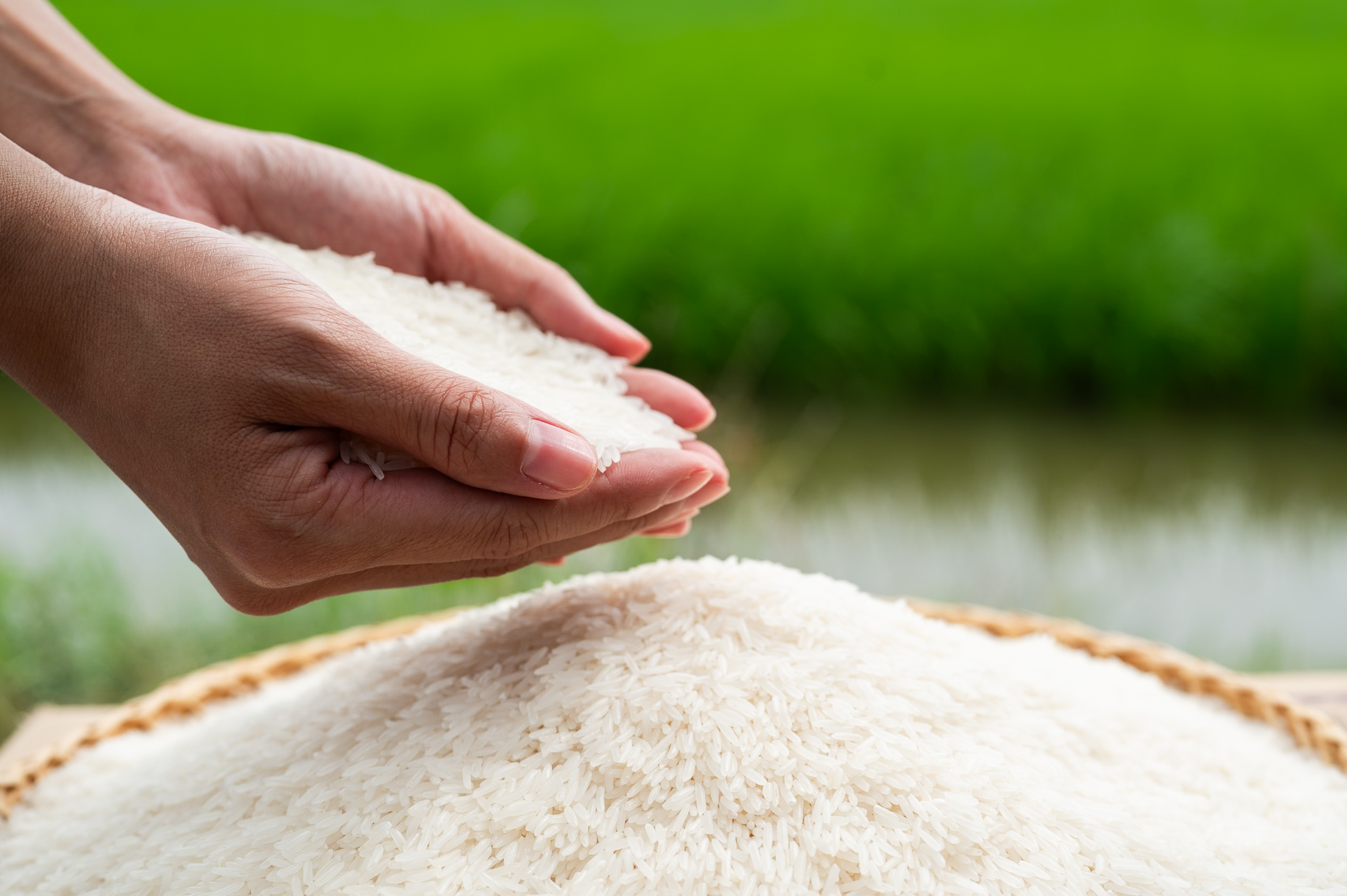 Ưu điểm của gạo ST25