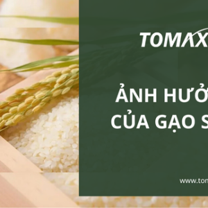 Ảnh hưởng của gạo ST25
