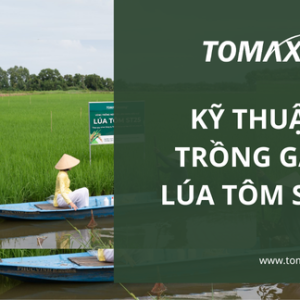 Kỹ thuật trồng lúa tôm ST25
