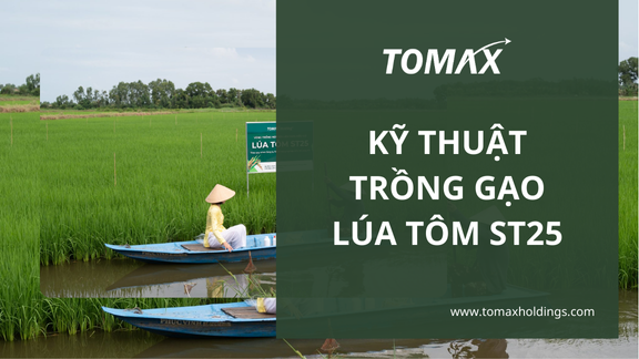 Kỹ thuật trồng lúa tôm ST25