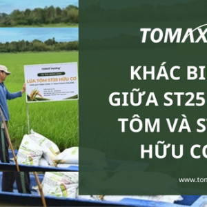 Gạo ST25 lúa tôm