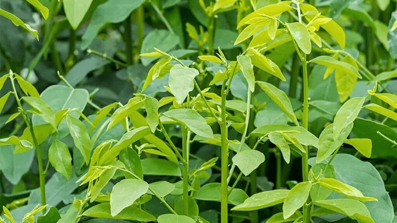 Cách chọn rau ngót tươi